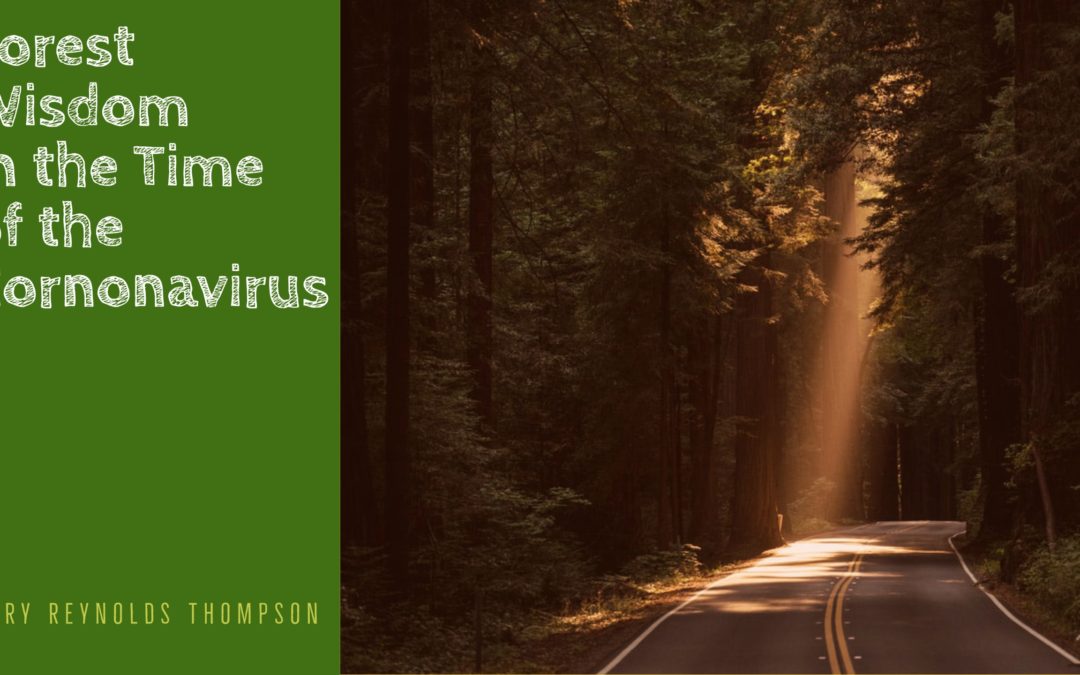 Forest Wisdom in the Time of the Coronavirus – by Mary Reynolds Thompson