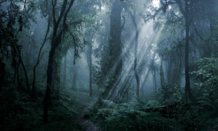 Entering the Forests of our Imagination- Mary Reynolds Thompson